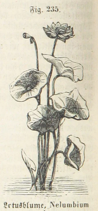 An illustration from Handbuch der Erdkunde, 1859, leaf 796