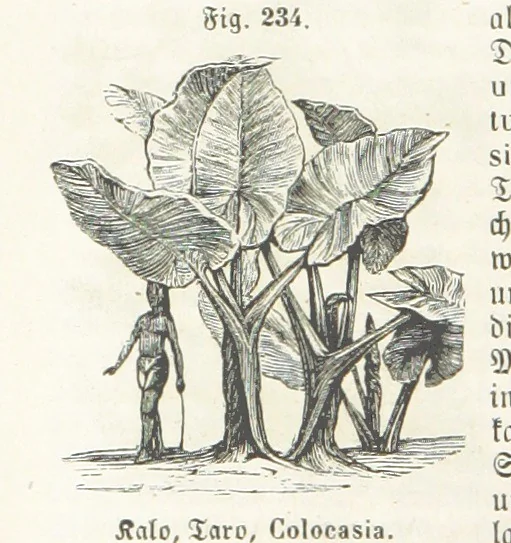 An illustration from Handbuch der Erdkunde, 1859, leaf 796