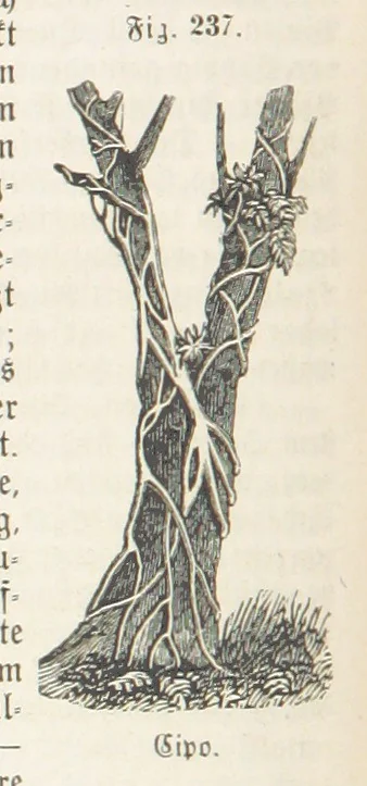 An illustration from Handbuch der Erdkunde, 1859, leaf 798