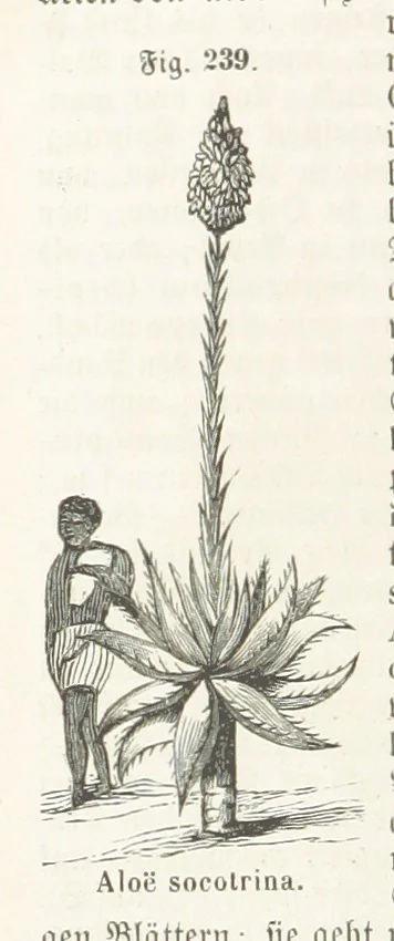 An illustration from Handbuch der Erdkunde, 1859, leaf 800