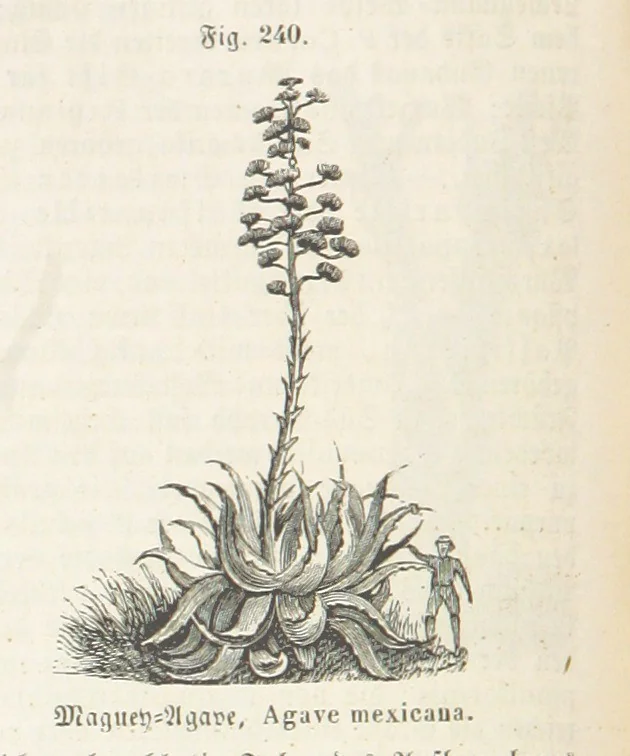 An illustration from Handbuch der Erdkunde, 1859, leaf 800