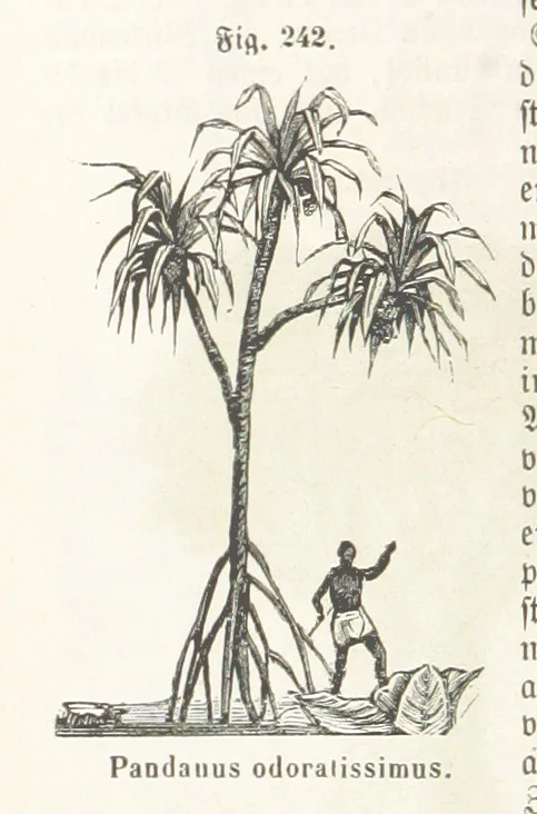 An illustration from Handbuch der Erdkunde, 1859, leaf 802