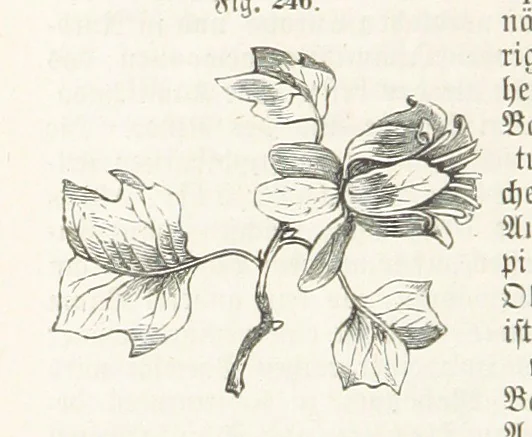An illustration from Handbuch der Erdkunde, 1859, leaf 808