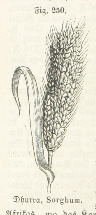 An illustration from Handbuch der Erdkunde, 1859, leaf 818