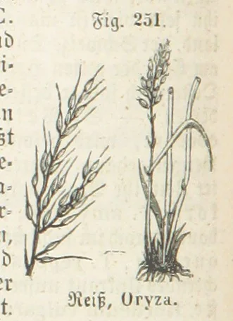 An illustration from Handbuch der Erdkunde, 1859, leaf 818