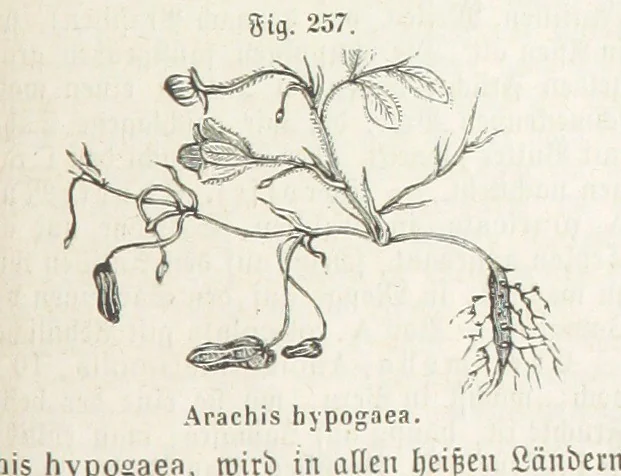 An illustration from Handbuch der Erdkunde, 1859, leaf 825