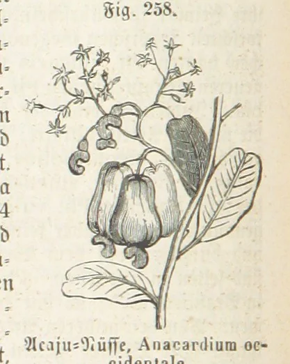 An illustration from Handbuch der Erdkunde, 1859, leaf 826