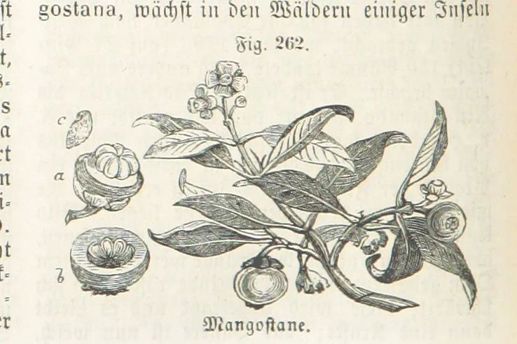 An illustration from Handbuch der Erdkunde, 1859, leaf 828