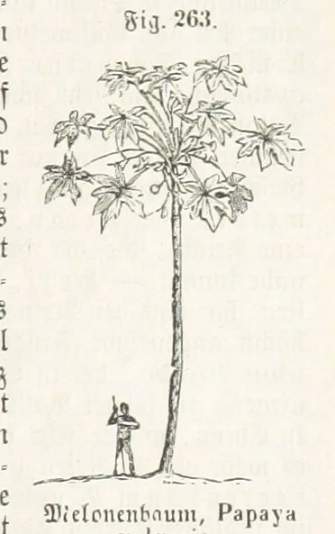 An illustration from Handbuch der Erdkunde, 1859, leaf 829