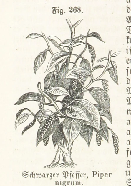 An illustration from Handbuch der Erdkunde, 1859, leaf 846