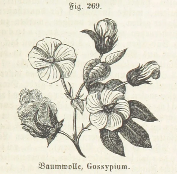 An illustration from Handbuch der Erdkunde, 1859, leaf 847
