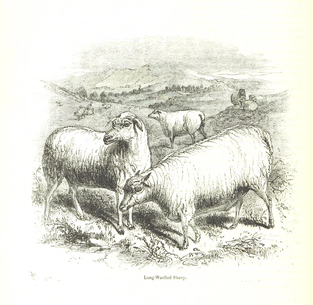 An illustration from Pictorial Half-hours, edited by C. K, 1850, leaf 150