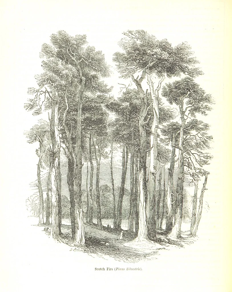 An illustration from Pictorial Half-hours, edited by C. K, 1850, leaf 174