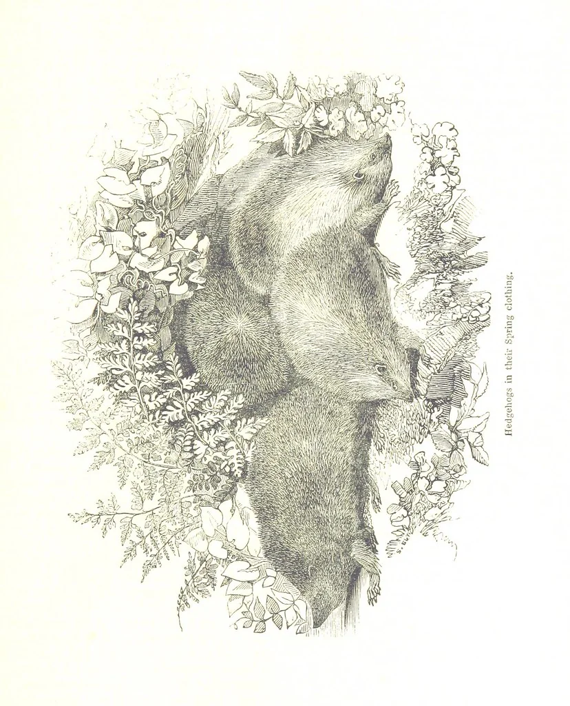 An illustration from Pictorial Half-hours, edited by C. K, 1850, leaf 207