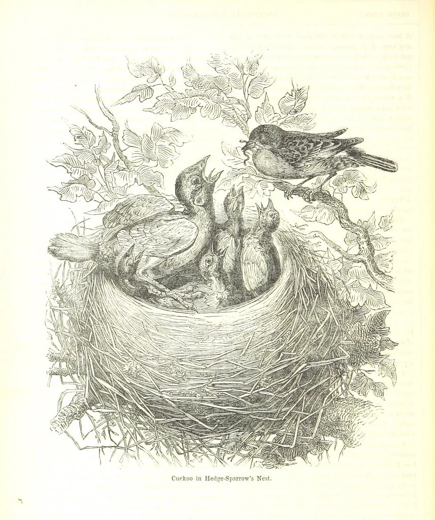 An illustration from Pictorial Half-hours, edited by C. K, 1850, leaf 234