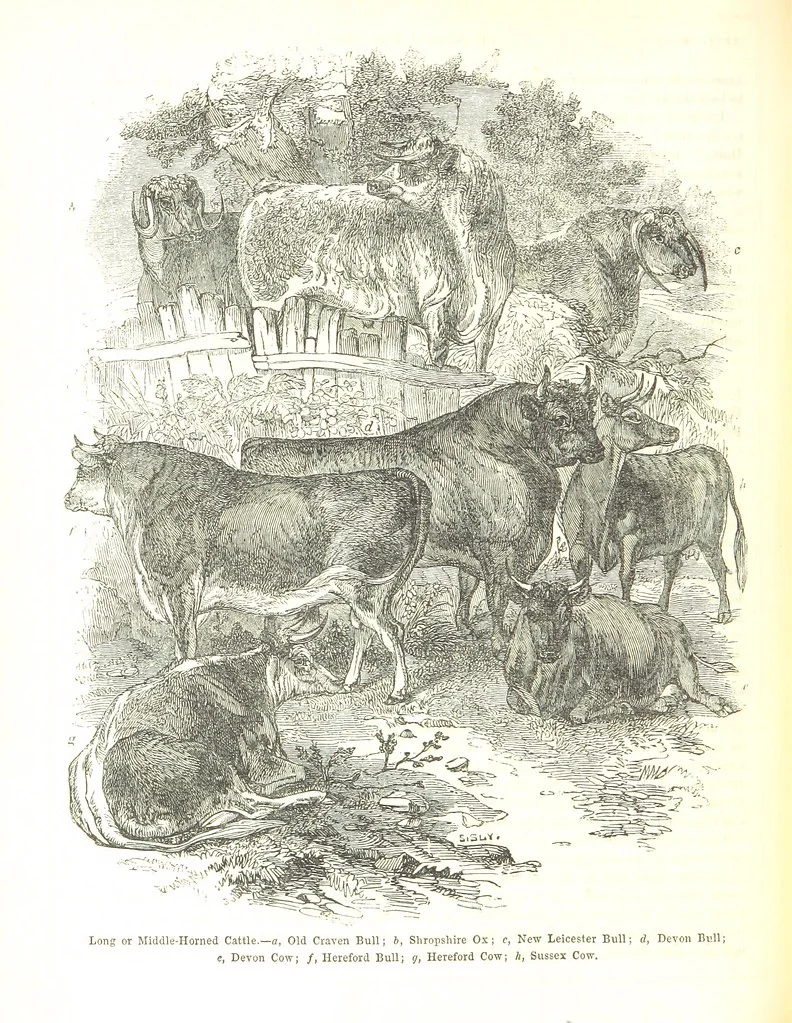 An illustration from Pictorial Half-hours, edited by C. K, 1850, leaf 250