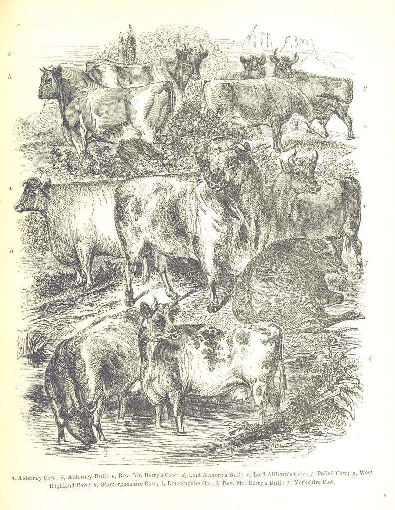An illustration from Pictorial Half-hours, edited by C. K, 1850, leaf 259