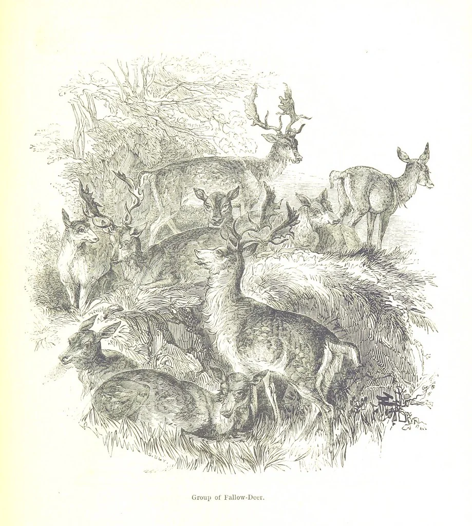 An illustration from Pictorial Half-hours, edited by C. K, 1850, leaf 303