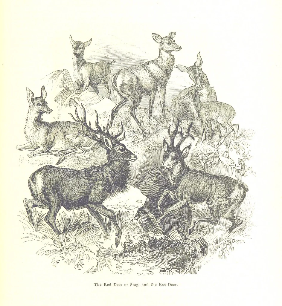 An illustration from Pictorial Half-hours, edited by C. K, 1850, leaf 337