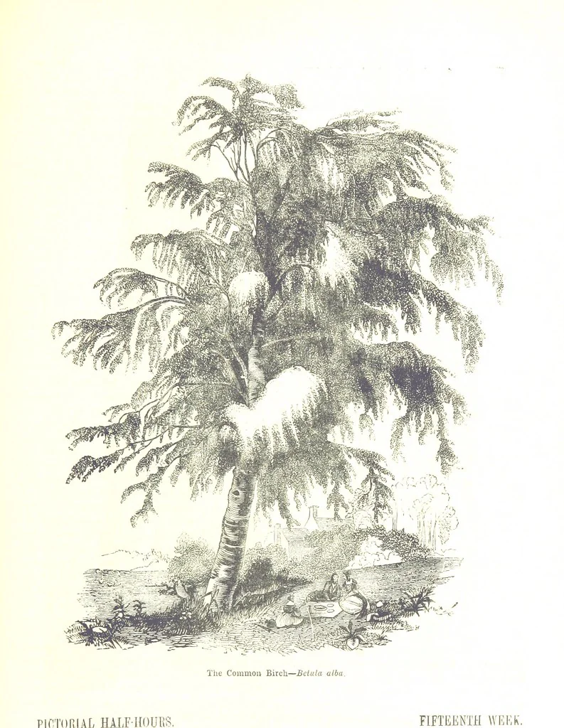 An illustration from Pictorial Half-hours, edited by C. K, 1850, leaf 353