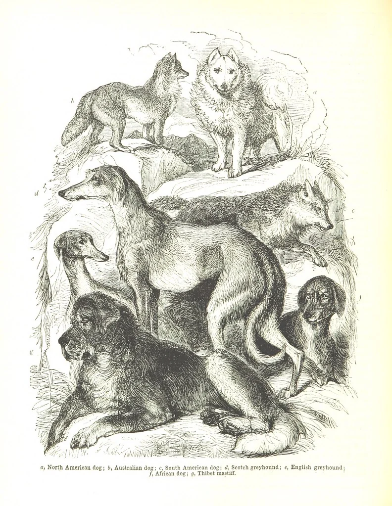 An illustration from Pictorial Half-hours, edited by C. K, 1850, leaf 384