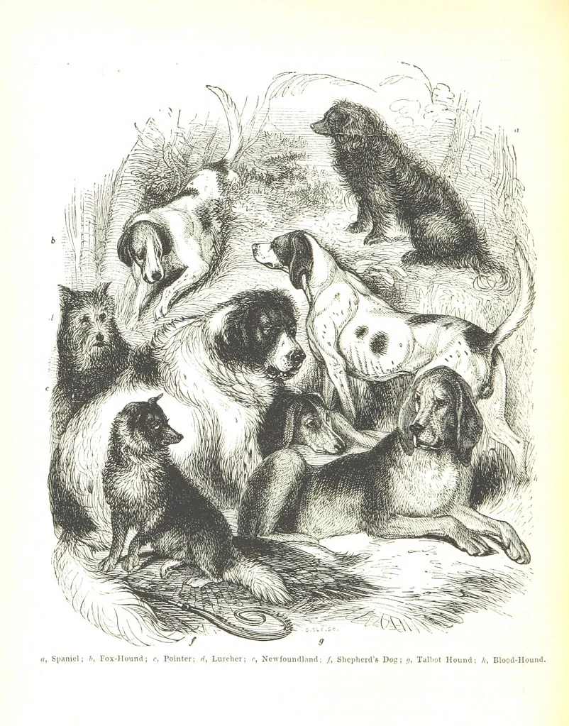 An illustration from Pictorial Half-hours, edited by C. K, 1850, leaf 408