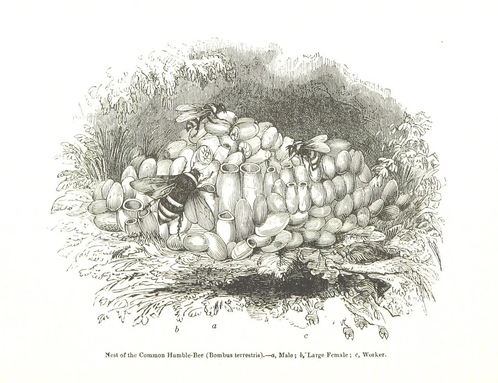 An illustration from Pictorial Half-hours, edited by C. K, 1850, leaf 420