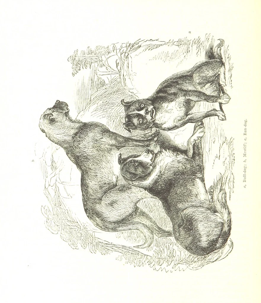 An illustration from Pictorial Half-hours, edited by C. K, 1850, leaf 444