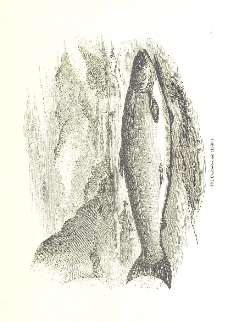 An illustration from Pictorial Half-hours, edited by C. K, 1850, leaf 453