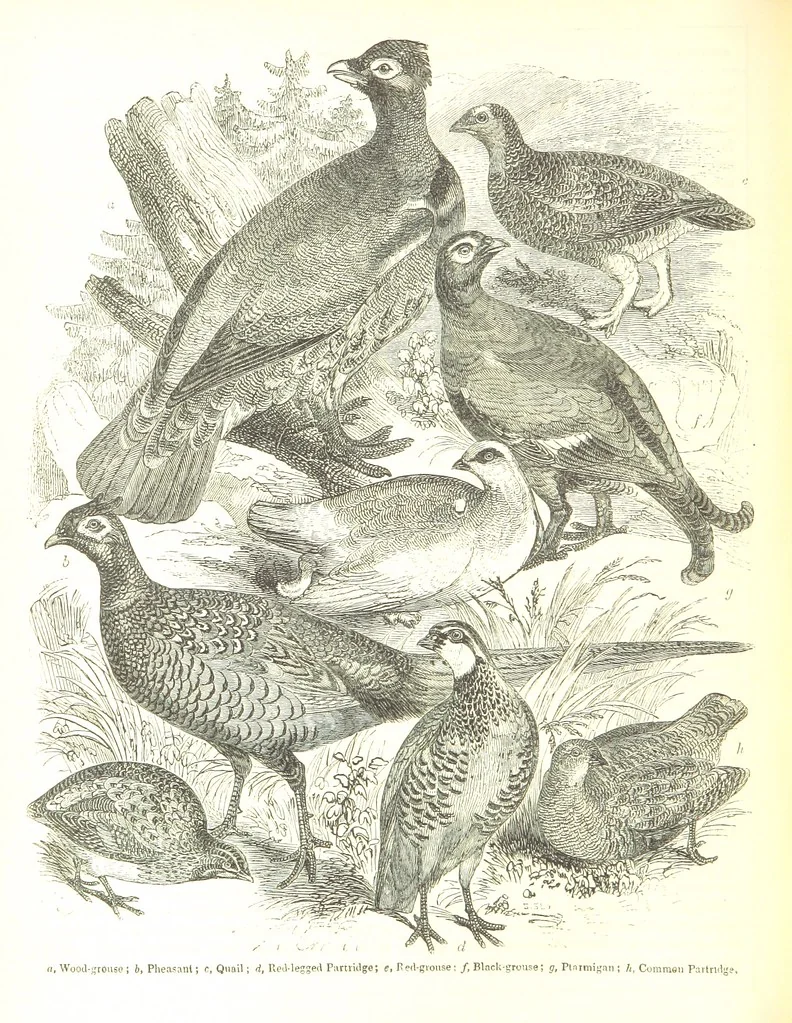 An illustration from Pictorial Half-hours, edited by C. K, 1850, leaf 464