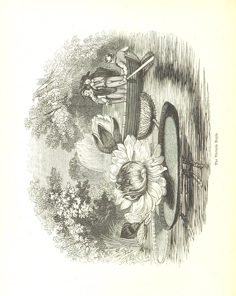 An illustration from Pictorial Half-hours, edited by C. K, 1850, leaf 484