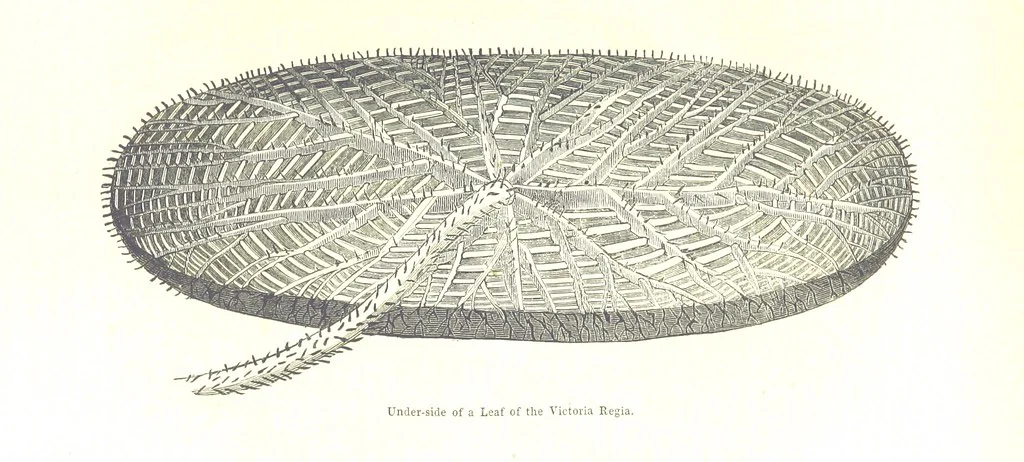 An illustration from Pictorial Half-hours, edited by C. K, 1850, leaf 485