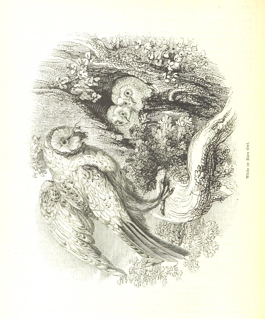 An illustration from Pictorial Half-hours, edited by C. K, 1850, leaf 492