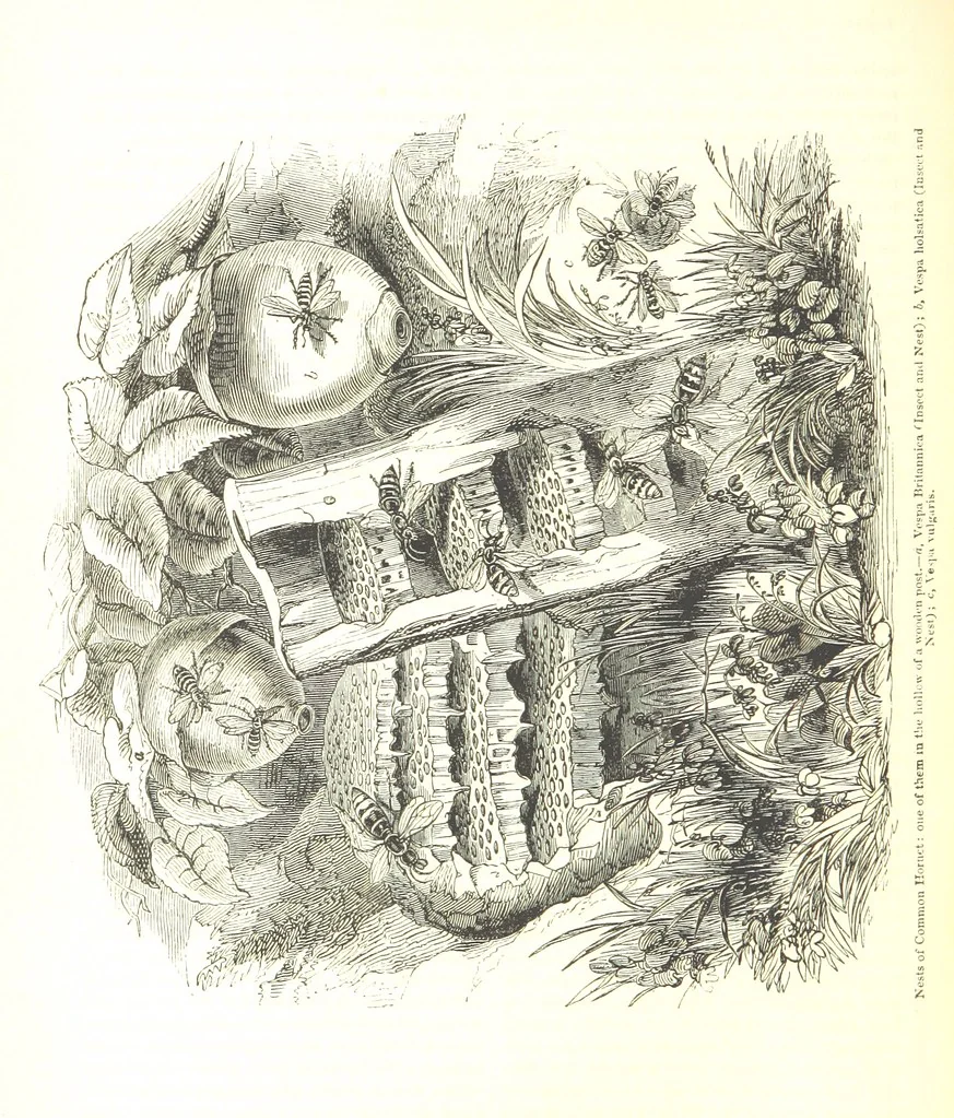 An illustration from Pictorial Half-hours, edited by C. K, 1850, leaf 516