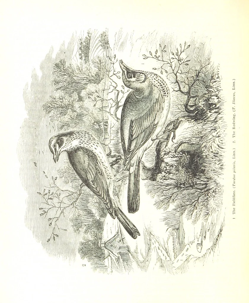 An illustration from Pictorial Half-hours, edited by C. K, 1850, leaf 540