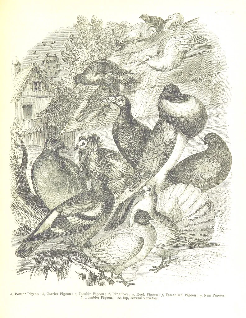 An illustration from Pictorial Half-hours, edited by C. K, 1850, leaf 549