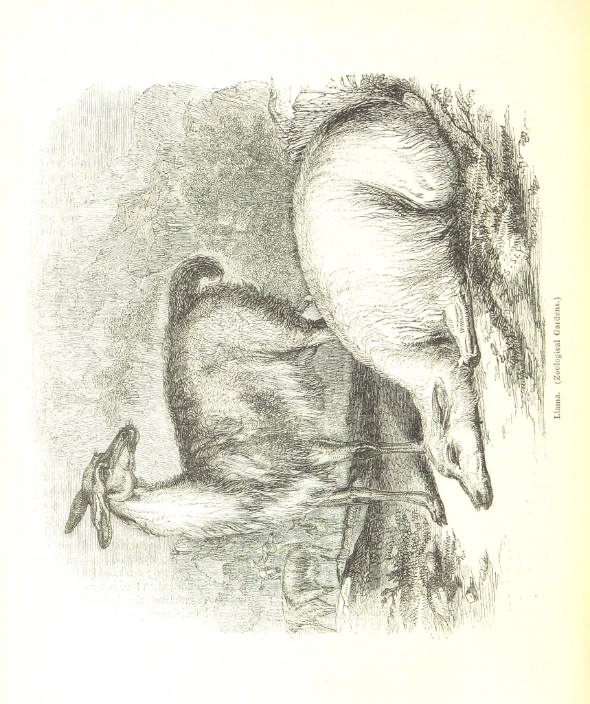 An illustration from Pictorial Half-hours, edited by C. K, 1850, leaf 560
