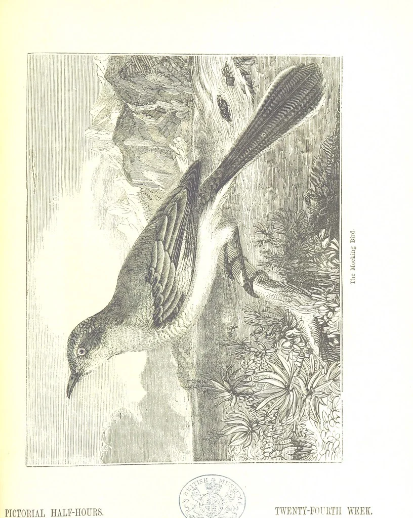An illustration from Pictorial Half-hours, edited by C. K, 1850, leaf 569