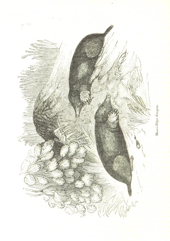 An illustration from Pictorial Half-hours, edited by C. K, 1850, leaf 58