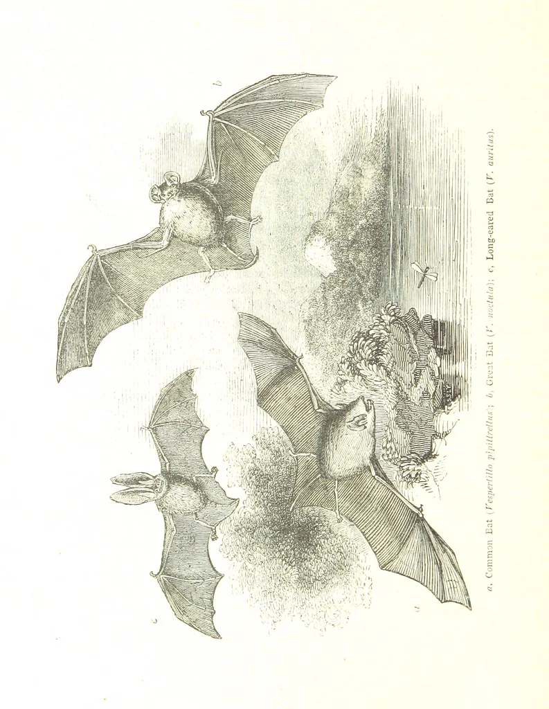 An illustration from Pictorial Half-hours, edited by C. K, 1850, leaf 580