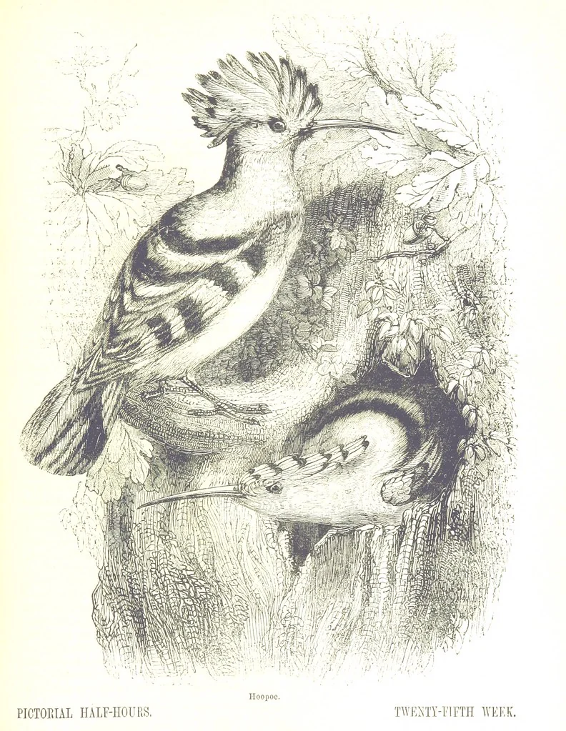 An illustration from Pictorial Half-hours, edited by C. K, 1850, leaf 593