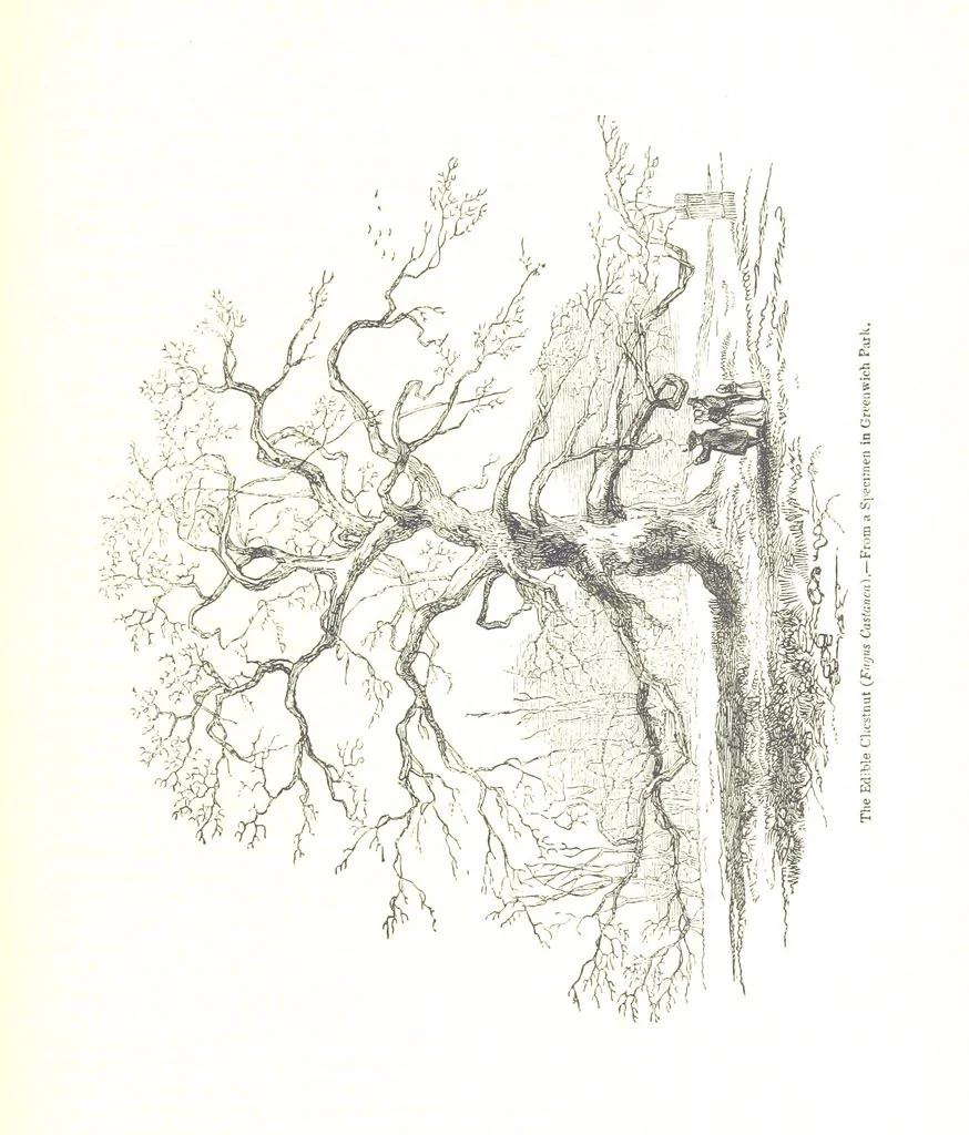 An illustration from Pictorial Half-hours, edited by C. K, 1850, leaf 613
