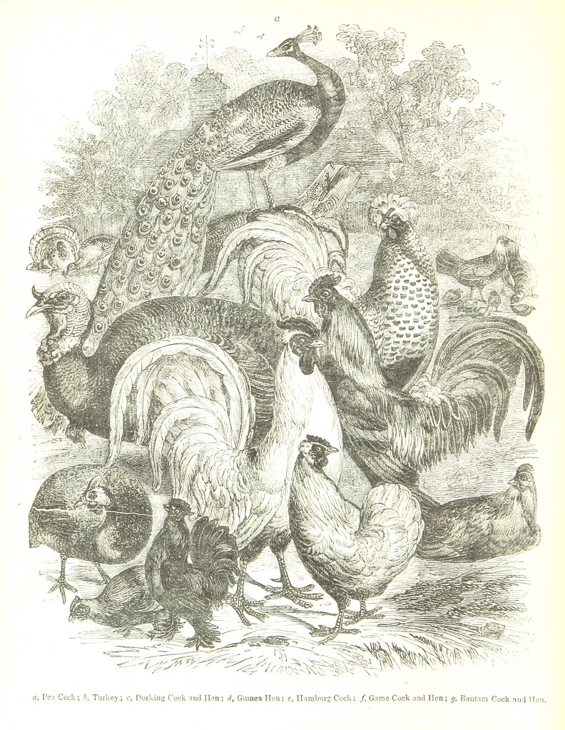 An illustration from Pictorial Half-hours, edited by C. K, 1850, leaf 632