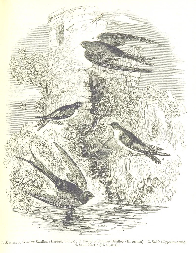An illustration from Pictorial Half-hours, edited by C. K, 1850, leaf 79