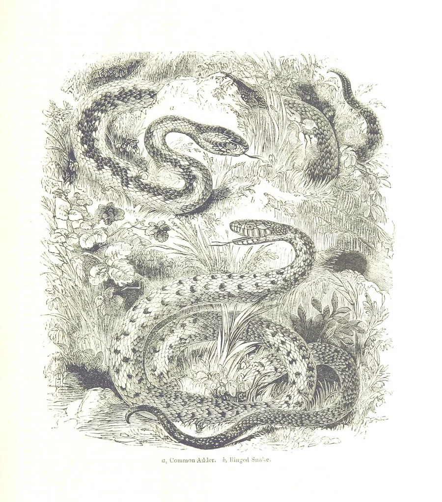 An illustration from Pictorial Half-hours, edited by C. K, 1850, leaf 91