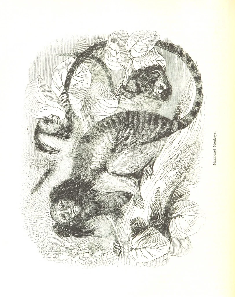 An illustration from Pictorial Half-hours, edited by C. K, 1850, leaf 102