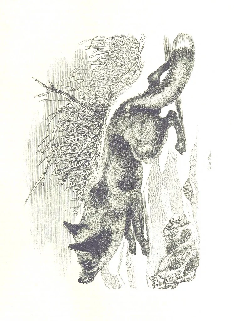An illustration from Pictorial Half-hours, edited by C. K, 1850, leaf 119
