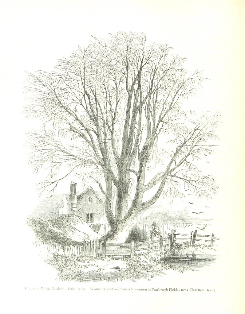 An illustration from Pictorial Half-hours, edited by C. K, 1850, leaf 130