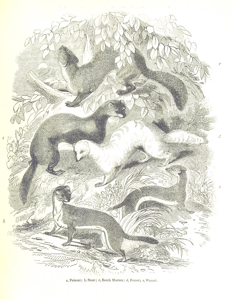An illustration from Pictorial Half-hours, edited by C. K, 1850, leaf 139