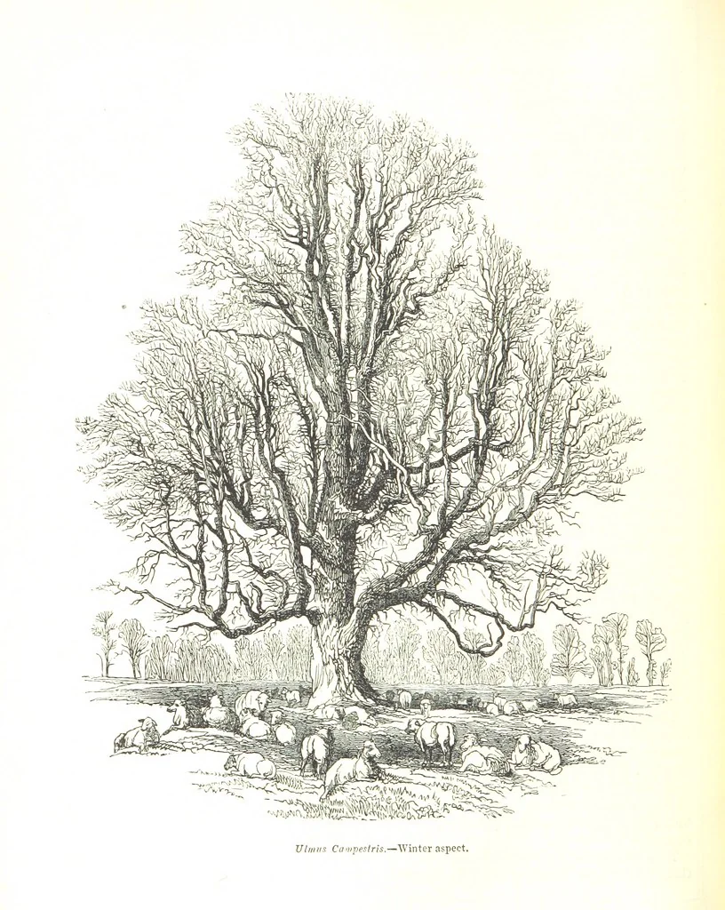An illustration from Pictorial Half-hours, edited by C. K, 1850, leaf 154